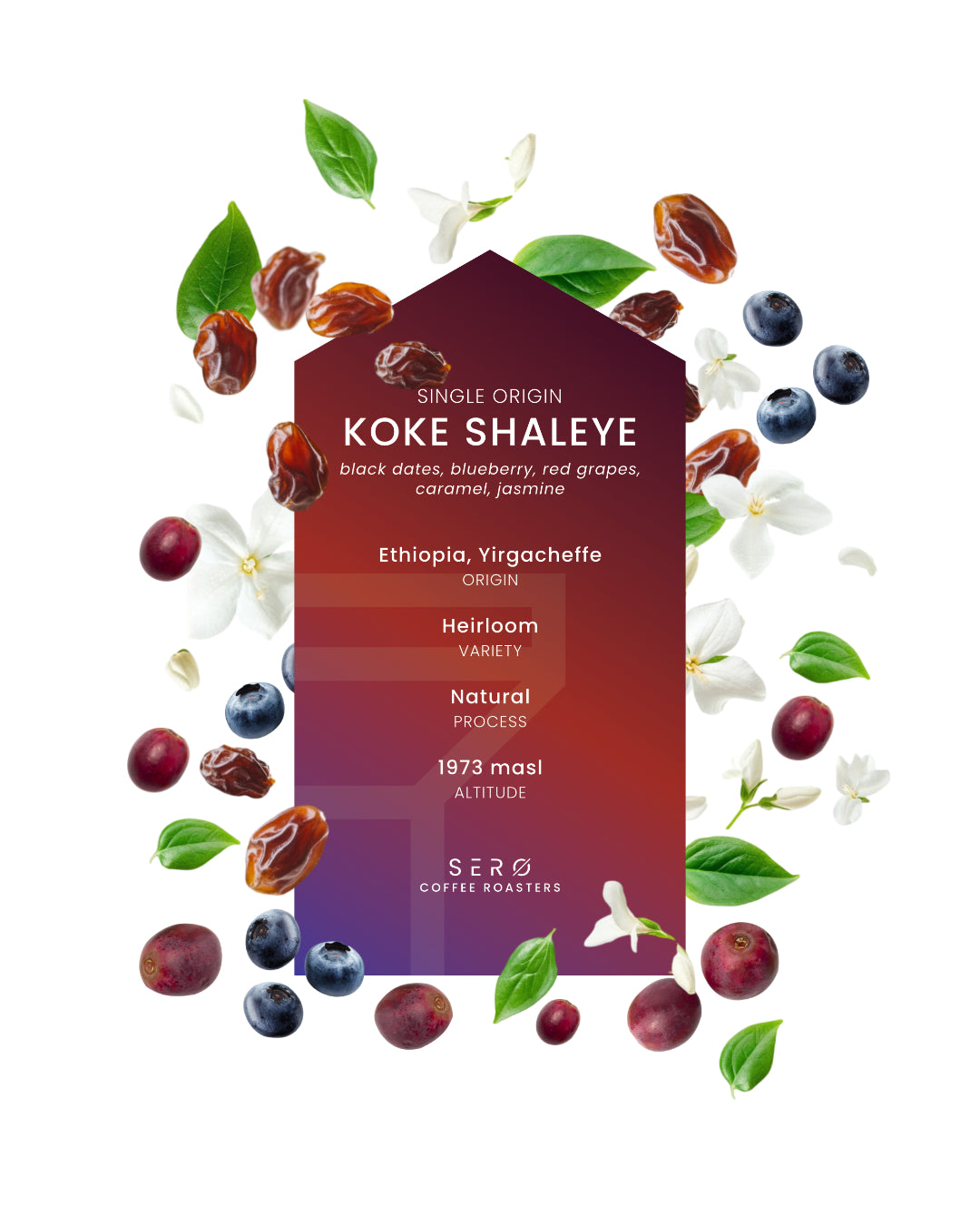 Ethiopia - Koke Shaleye, Washed